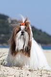 SHIH TZU 018